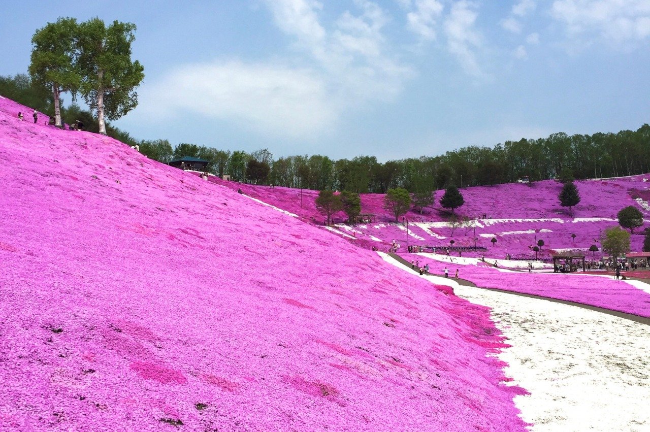 🌸 히가시모코토 꽃잔디 공원 (히가시모코토 시바자쿠라 코엔)